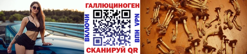 Псилоцибиновые грибы Psilocybe  магазин продажи наркотиков  Краснознаменск 
